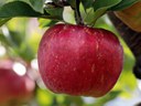 Apple Apple