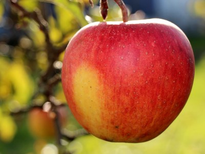 Ripe apple on branch