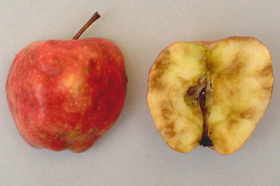 Apple maggot damage