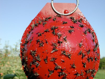Apple maggot trap