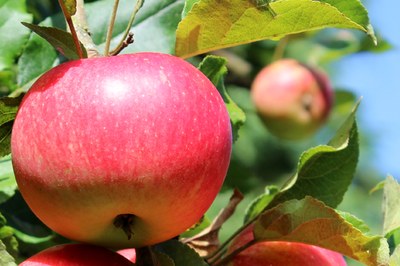 apples on tree