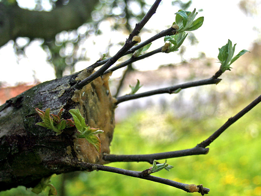 apple tree grafting