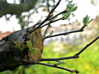 apple tree grafting