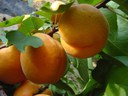 Apricots on branch Apricots on branch