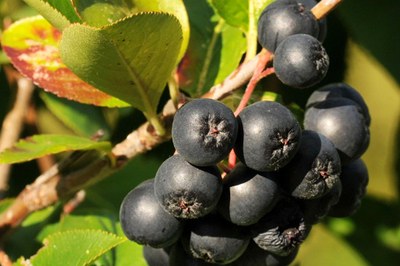 Aronia