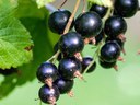 Black currants Black currants