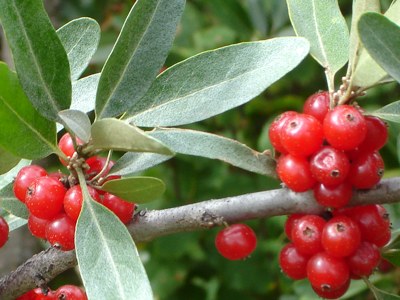 Buffaloberry