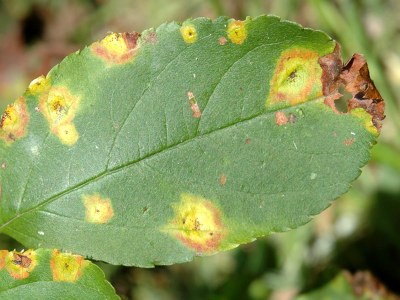 Cedar Apple Rust