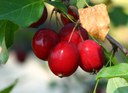 Crabapples Crabapples