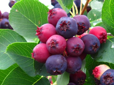 Juneberries