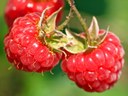 Raspberries Raspberries