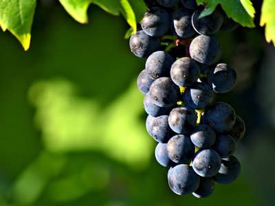 Blue grapes