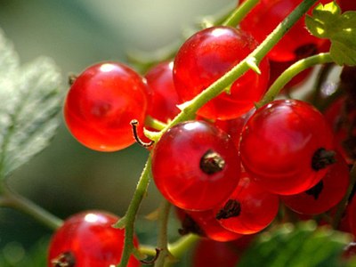 Red currants