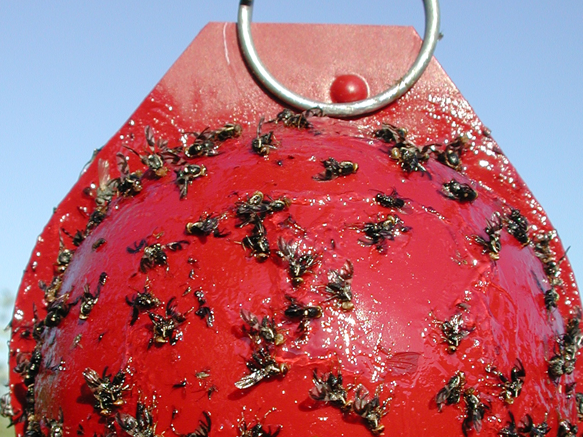 Apple maggot trap