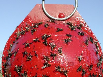 Apple maggot trap
