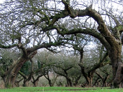 Old apple orchard