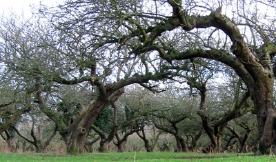 Cascading branches of a old apple orchard 