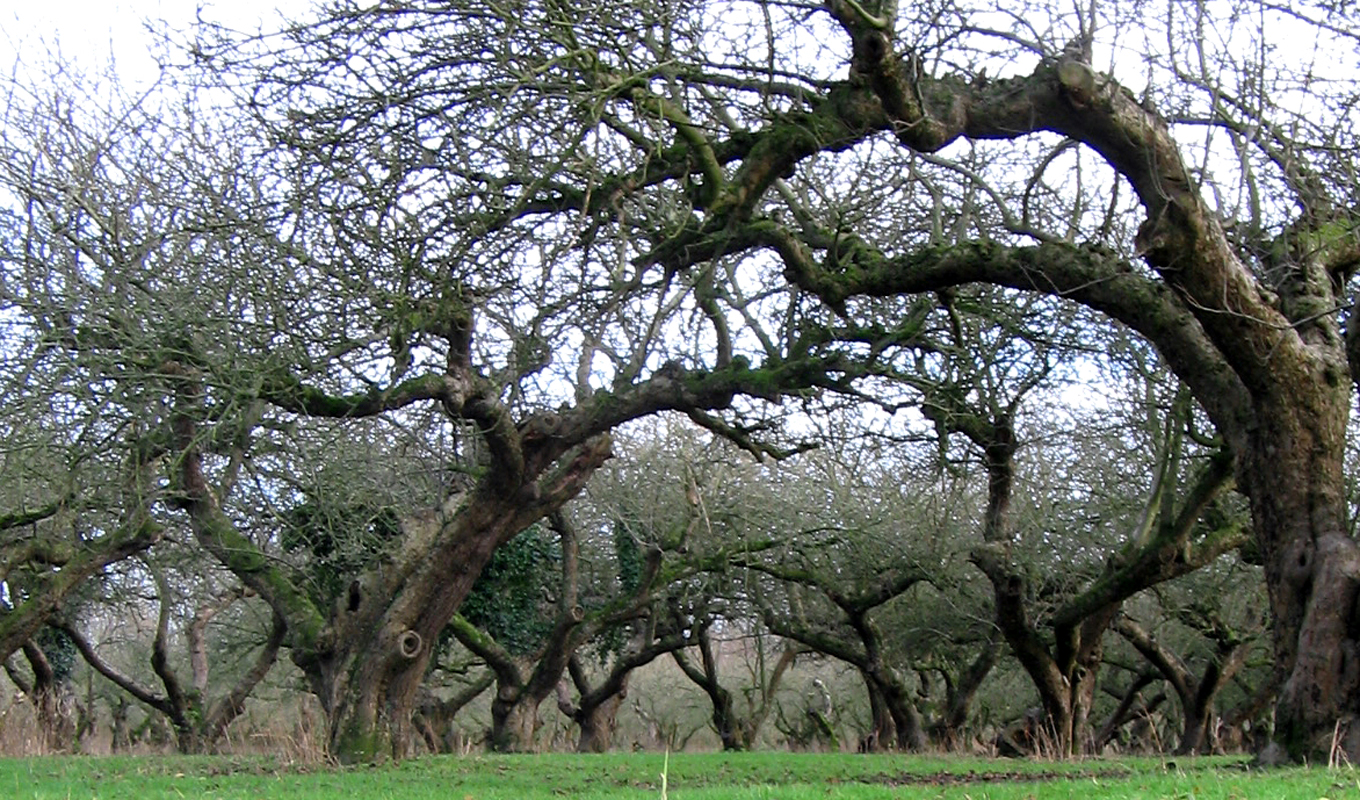 Old apple orchard