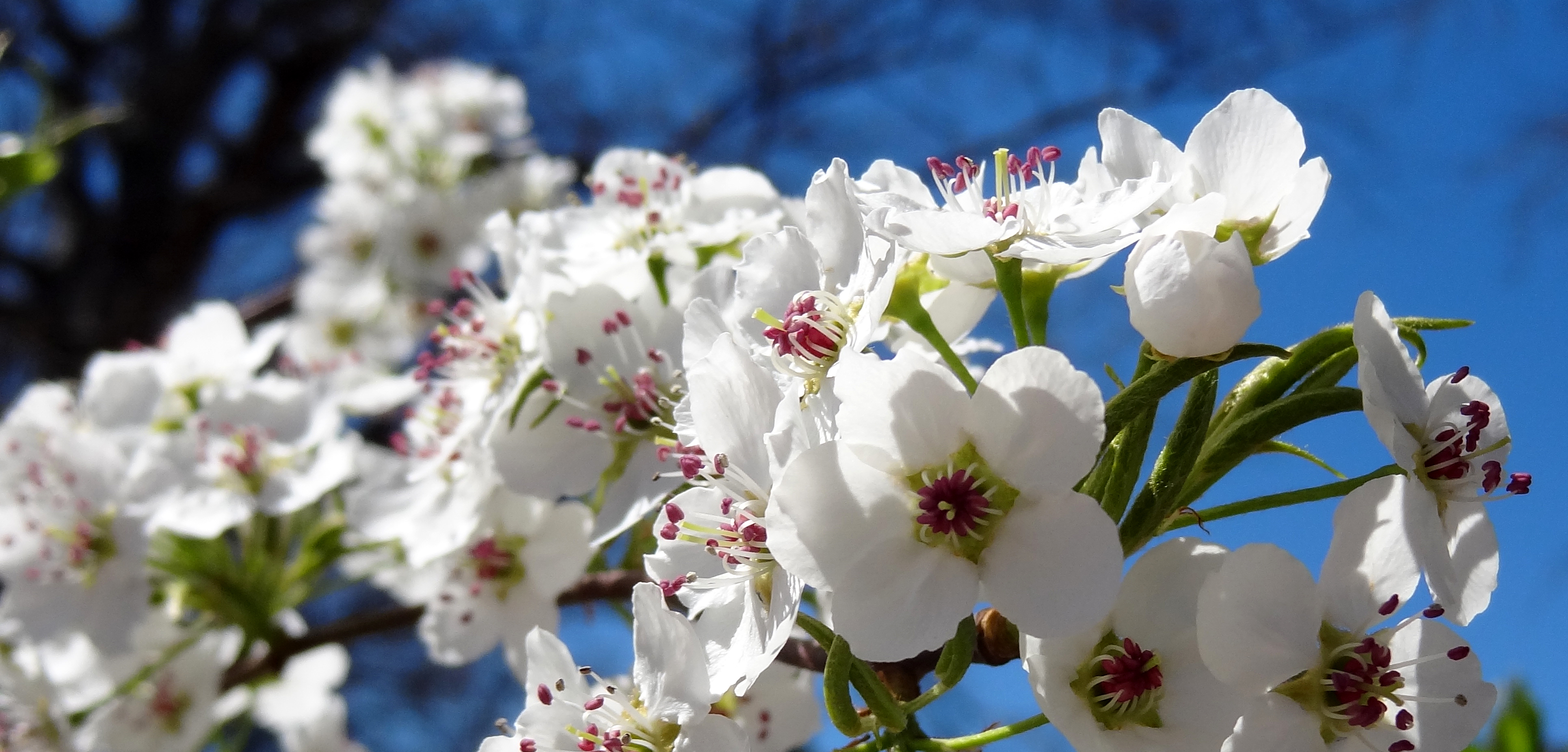 Pear blossoms-2