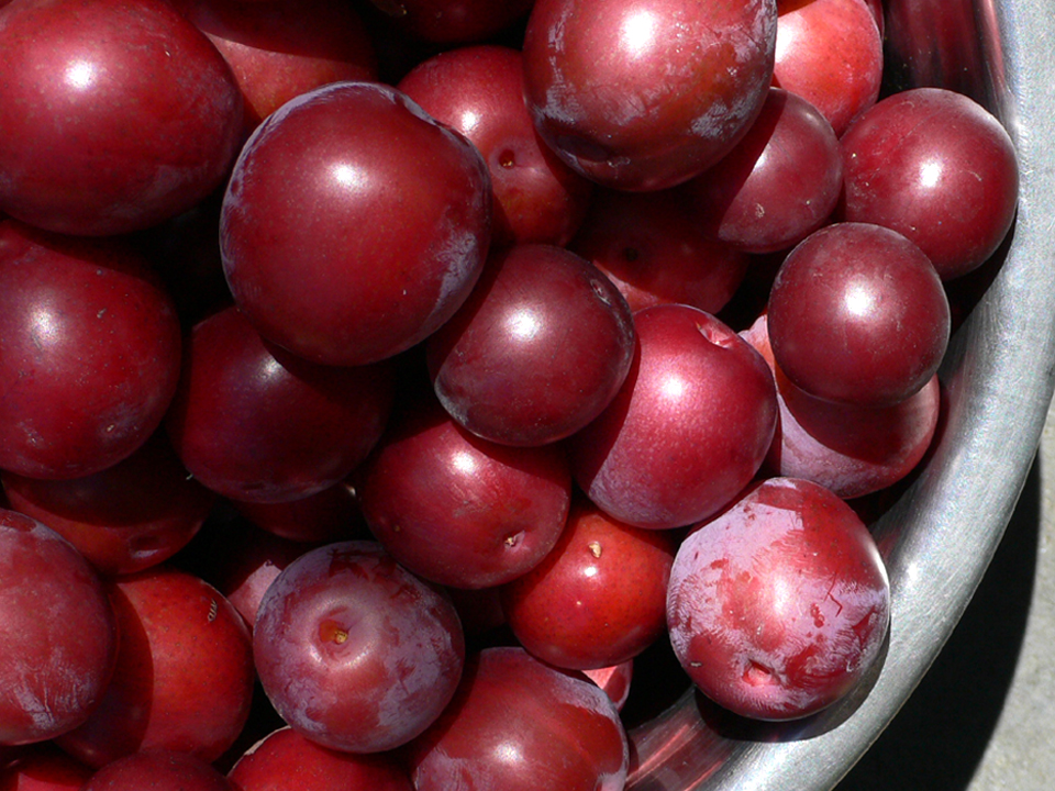 Cherry plums