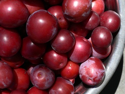 Cherry plums