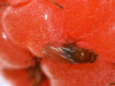Spotted Wing Drosophila