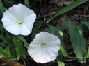 Field bindweed Field bindweed