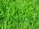 Healthy lawn Healthy lawn.