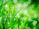 lawn lawn