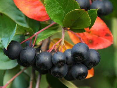 Aronia (chokeberry)