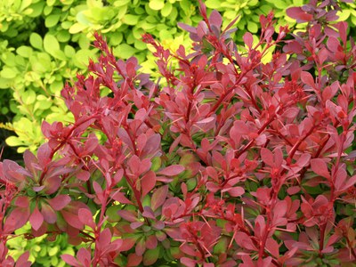 Japanese barberry