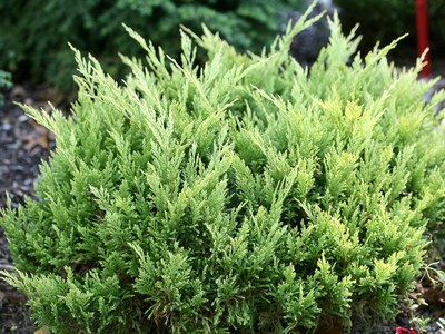 Juniper