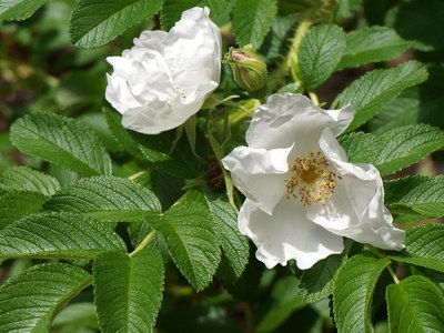 Rugosa rose