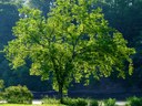 American elm American elm