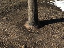 Mulched tree Mulched tree