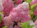 'Vanilla Strawberry' hydrangea 'Vanilla Strawberry' hydrangea