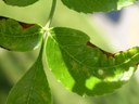 Ash anthracnose Ash anthracnose
