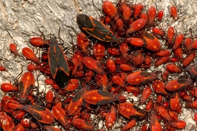 Boxelder bugs swarming