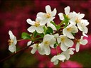 Crabapple blossoms Crabapple blossoms