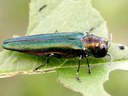 Emerald ash borer Emerald ash borer