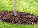 Mulched tree A tree that is properly mulched with shredded bark.