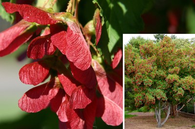 Hot Wings® tatarian maple