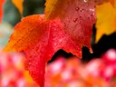Maple leaves Maple leaves