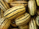 Delicata squash Delicata squash