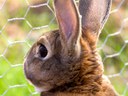 Rabbit near fence Rabbit near fence