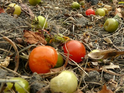 Frosted tomatoes