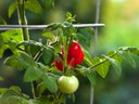 Caged tomatoes Caged tomatoes