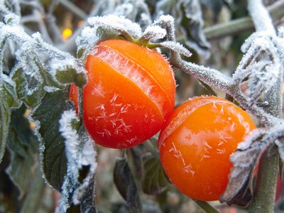Frost damage on tomatoes