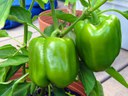 Bell peppers growing in pot Bell peppers growing in pot