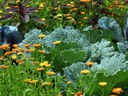 Potager garden Potager garden